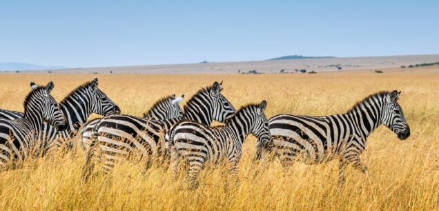 Tanzania Safari Packages