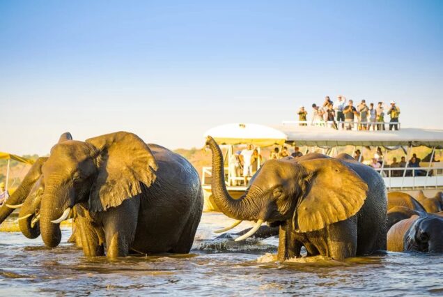 3 Days Chobe National Park Botswana Safari