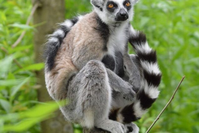 3 Days Madagascar Trip: Lemurs, Rainforest & Andasibe National Park