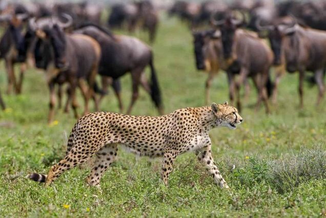7 Days Maasai Mara, Serengeti, Ngorongoro, Tarangire and Amboseli Safari