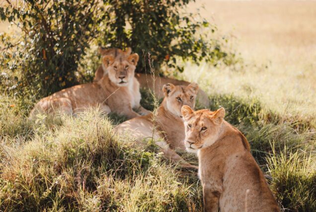 11 Days Kenya, Tanzania Safari and Zanzibar Beach Holiday