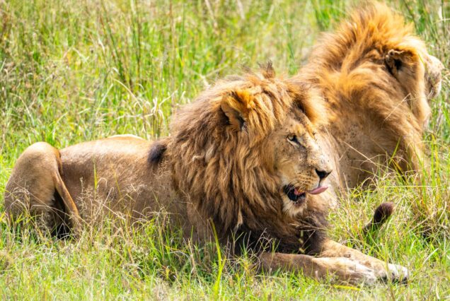Ultimate 6 Days Maasai Mara, Lake Nakuru & Lake Naivasha Safari