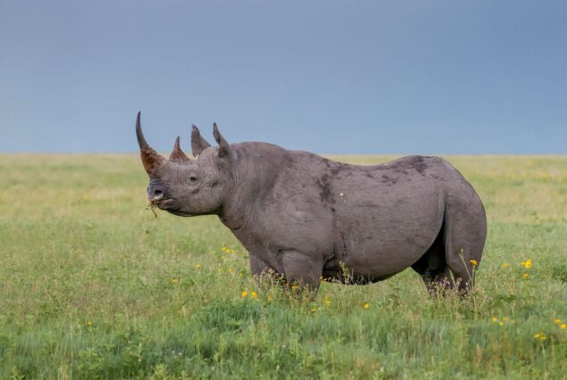 11 Days Kenya and Tanzania Safari Adventure Mid-Luxury Package