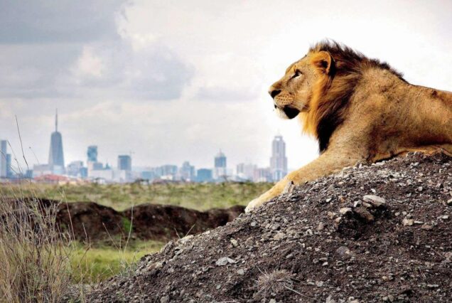 Nairobi National Park Day Trip (Private Safari)