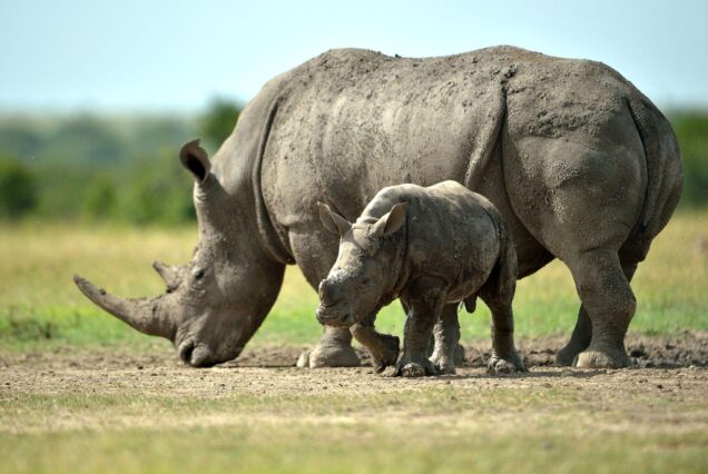 7-Day Kenya Safari: Ol Pejeta, Lake Nakuru, Soysambu, Naivasha & Maasai Mara