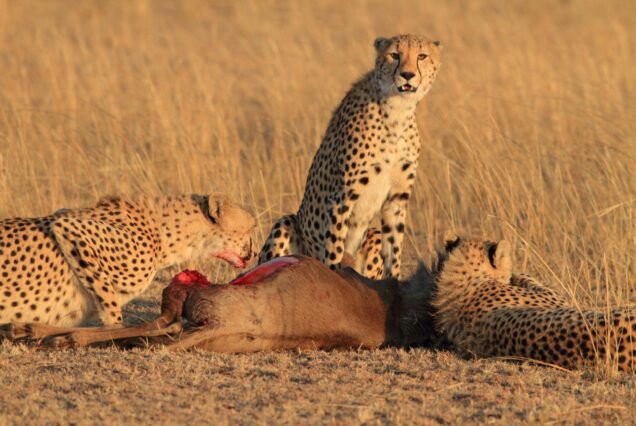 9 Days Maasai Mara, Lake Nakuru, Naivasha, Amboseli, Tsavo East and Tsavo West Safari